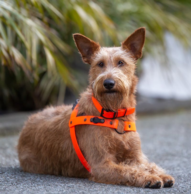 Customised Dog Gear Led Collared NZ customised-dog-gear-led-collared-nz